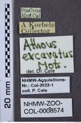 Etiketten zu Athous excavatus (NHMW-ZOO-COL-0008574)